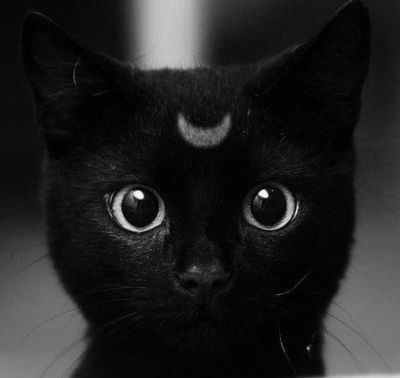 user avatar image for Moonkitten