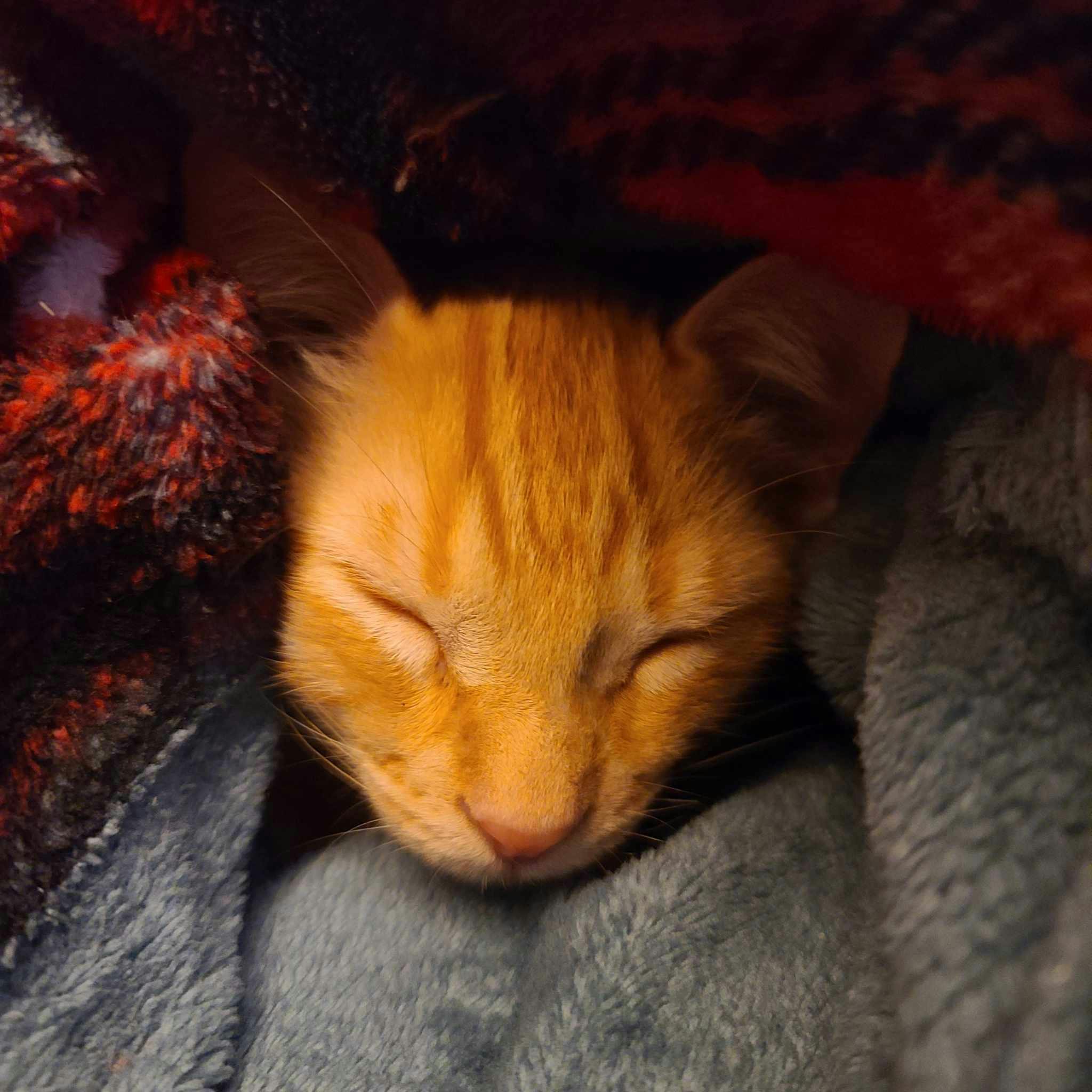 user avatar image for Kasewurst Sauerkraut