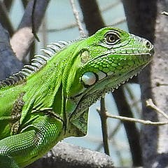 user avatar image for Whidou