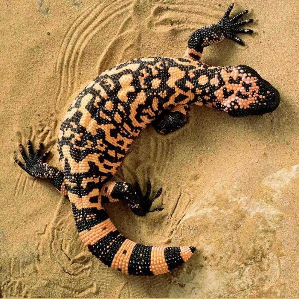 Gila Monster
