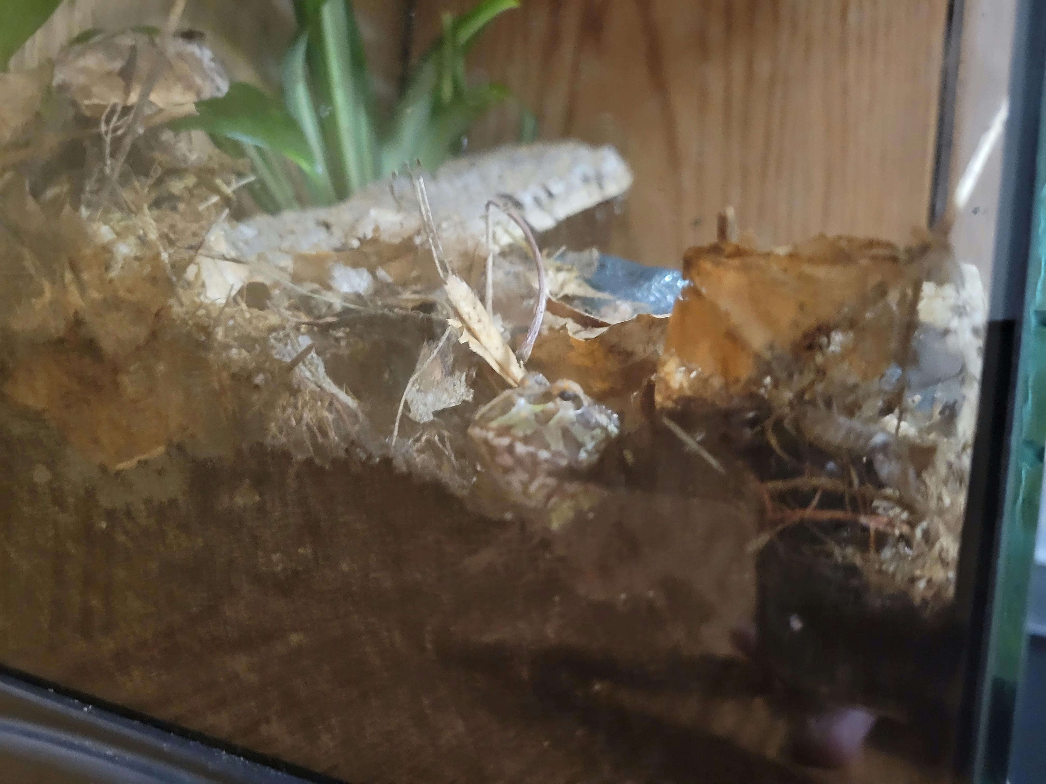 user avatar image for RatInGlasses