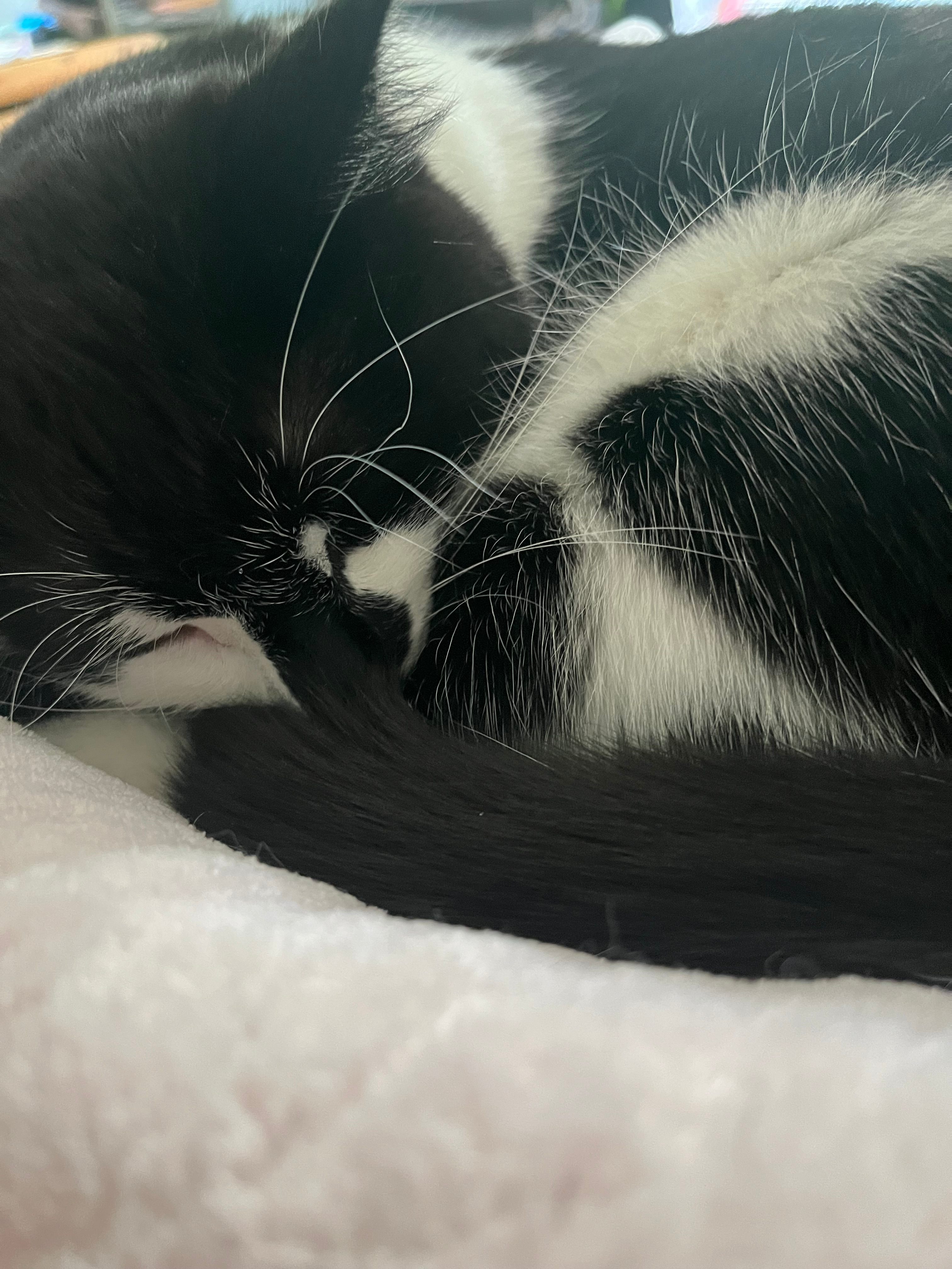 user avatar image for Rainbow_Cookies