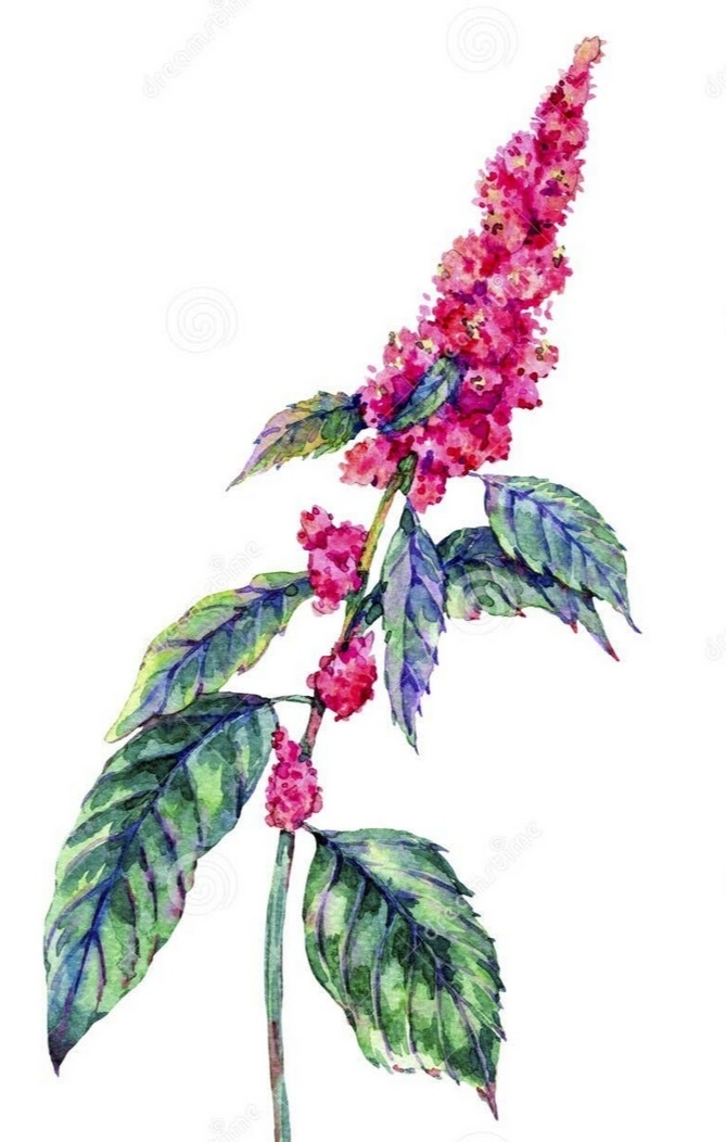 user avatar image for Amaranth
