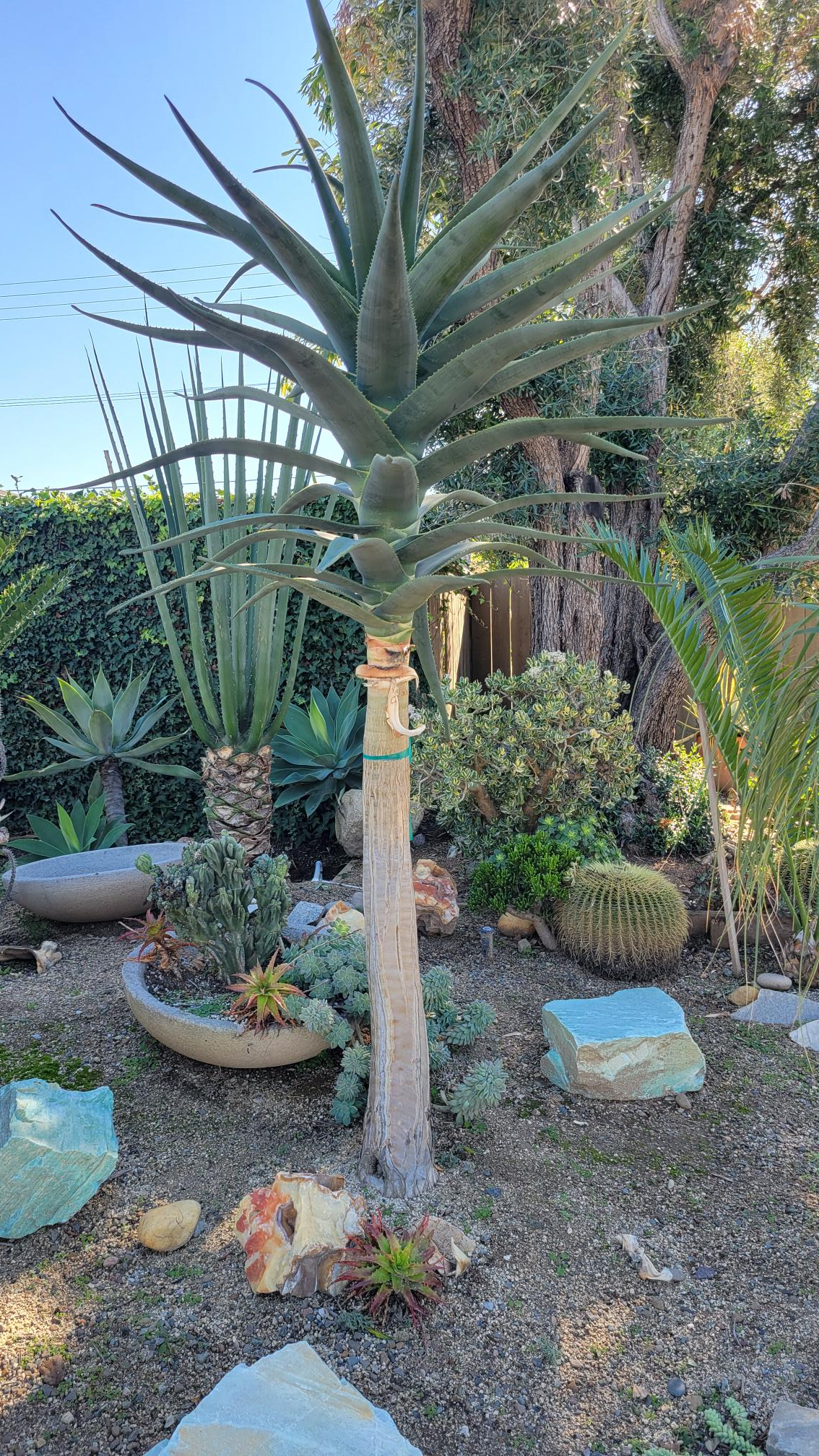 user avatar image for Steve Lewis