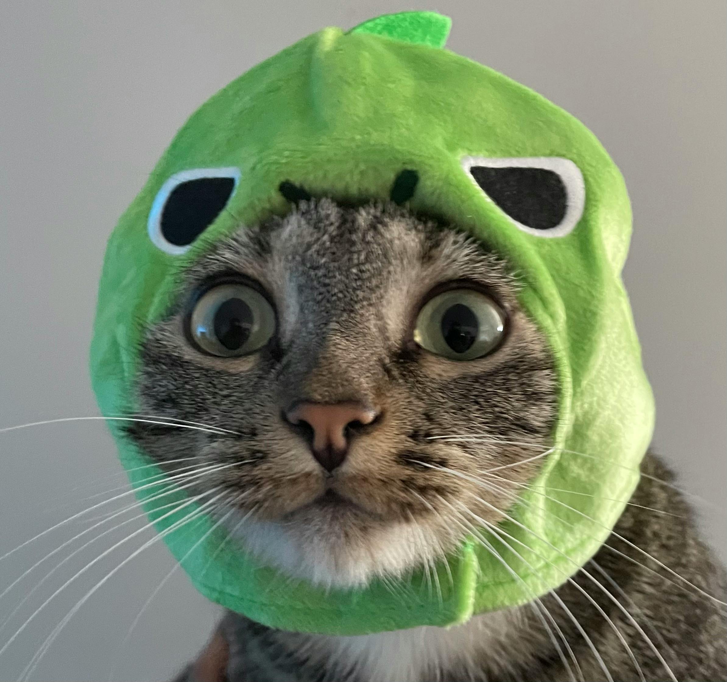 user avatar image for Phineas B.