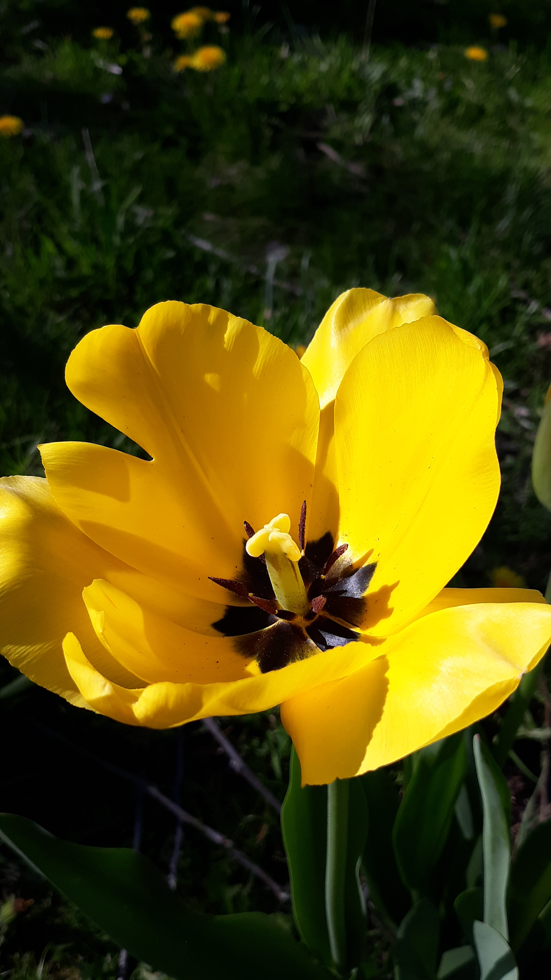 user avatar image for Joanna Alison