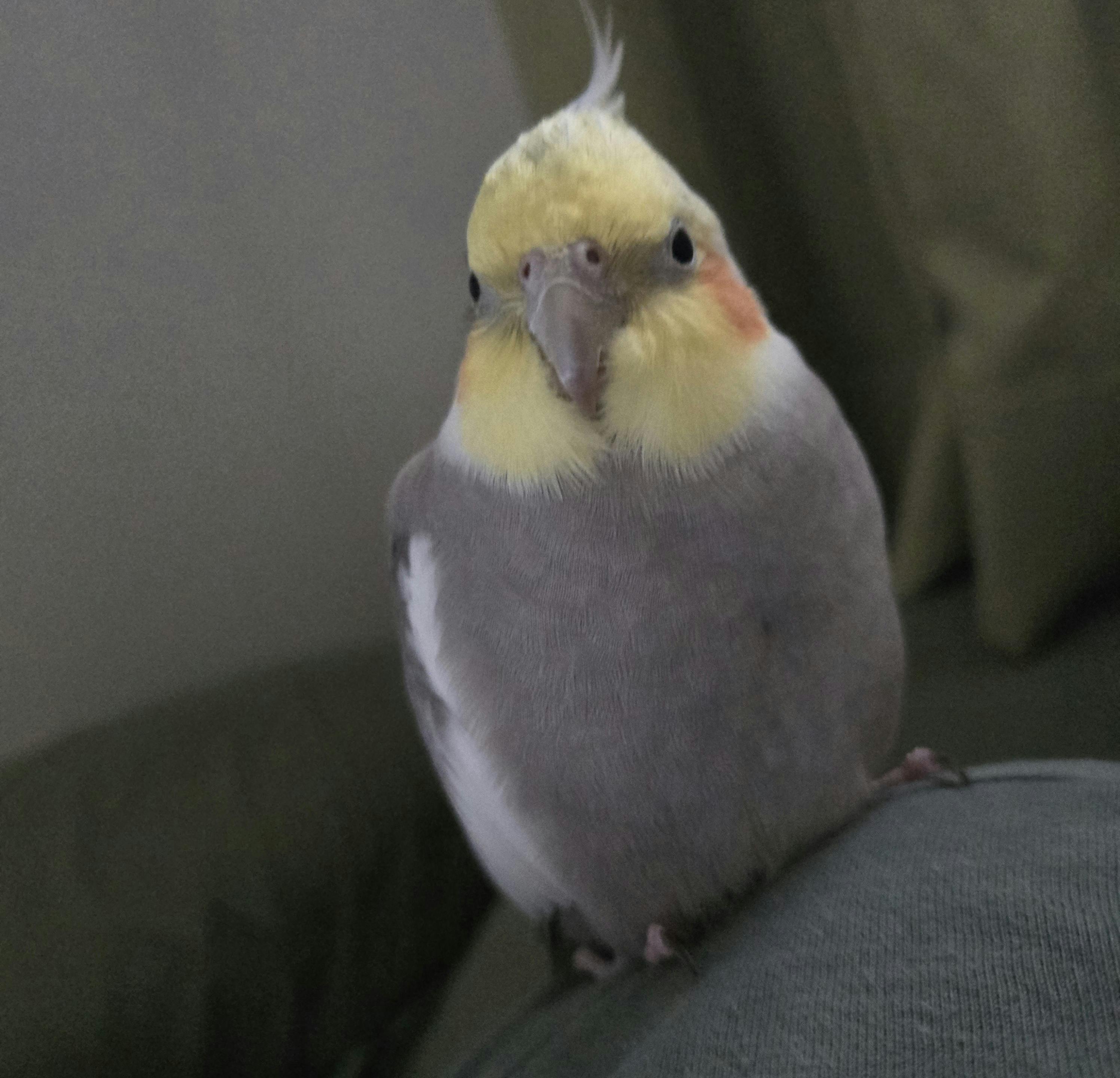 user avatar image for PeachBerserker