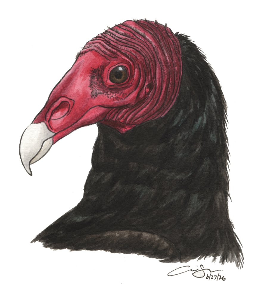Turkey Vulture