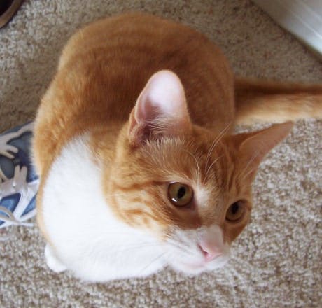 user avatar image for Chpmnk73