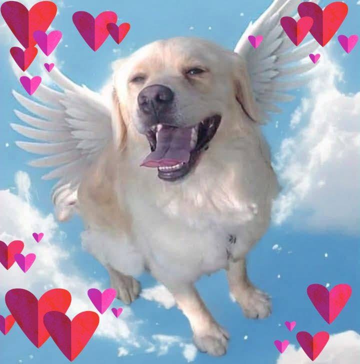 user avatar image for dicedad