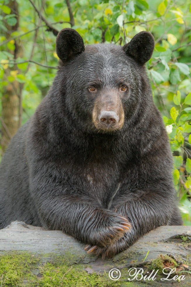 user avatar image for GregDaBear