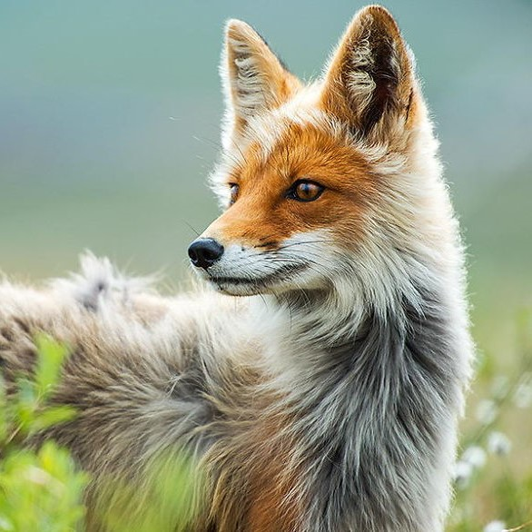 user avatar image for IronFox4284