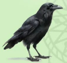 user avatar image for Rob Walker
