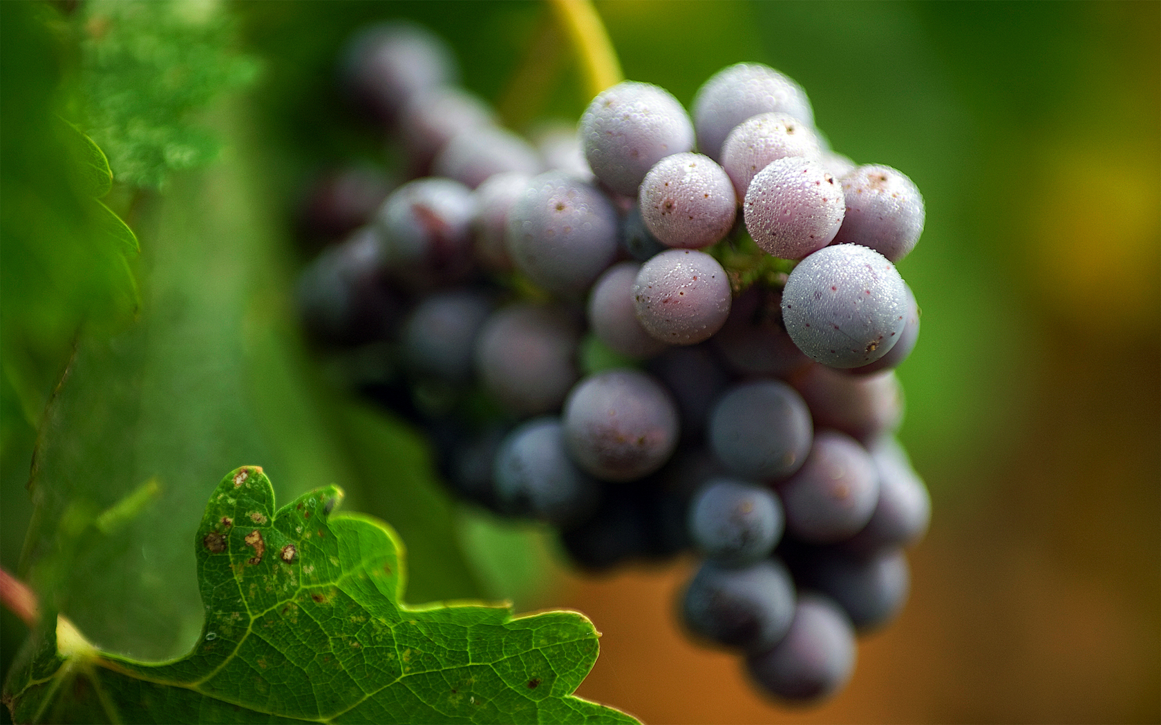 user avatar image for CelestialGrapes