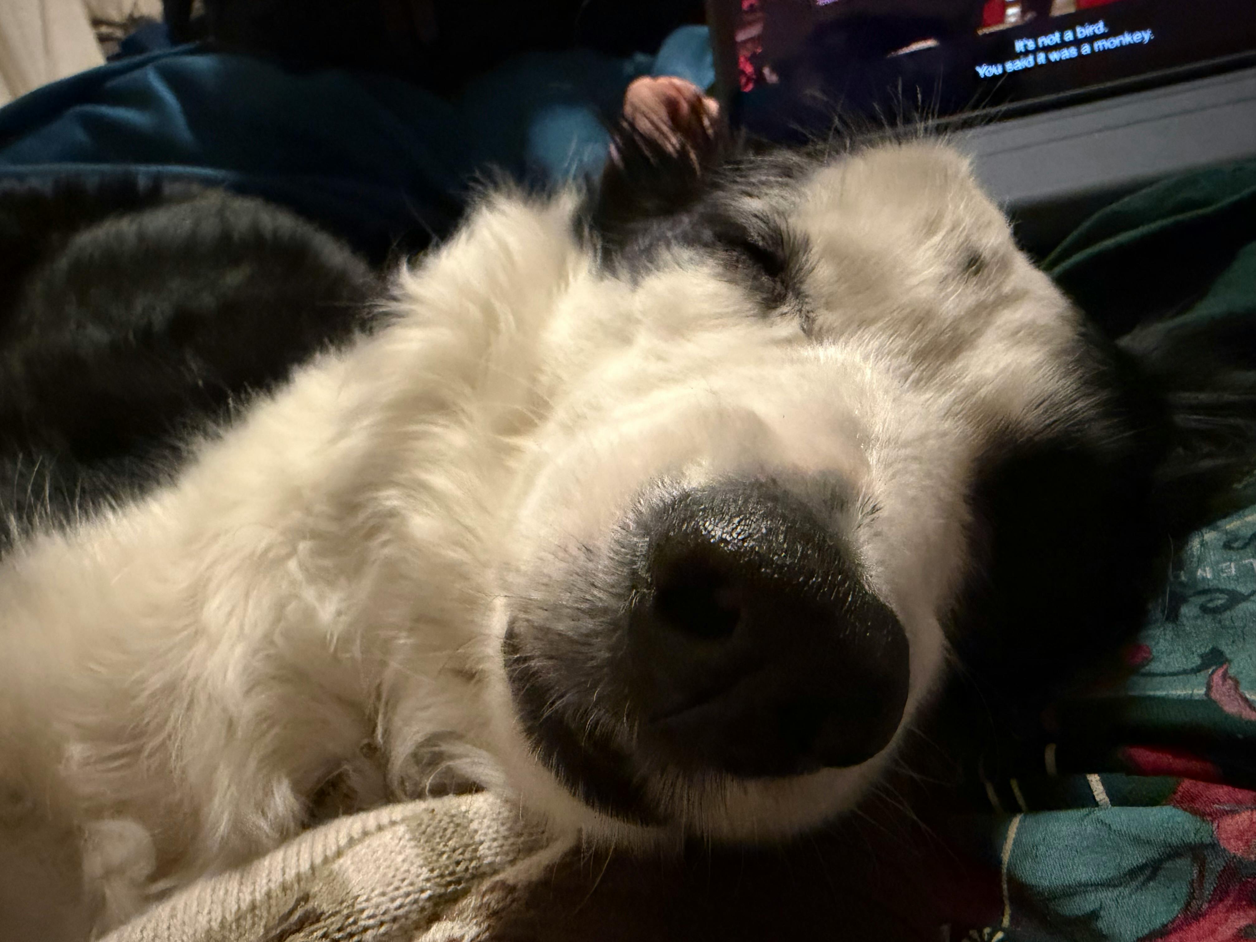 user avatar image for Caleb