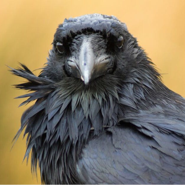 user avatar image for La Corbelle