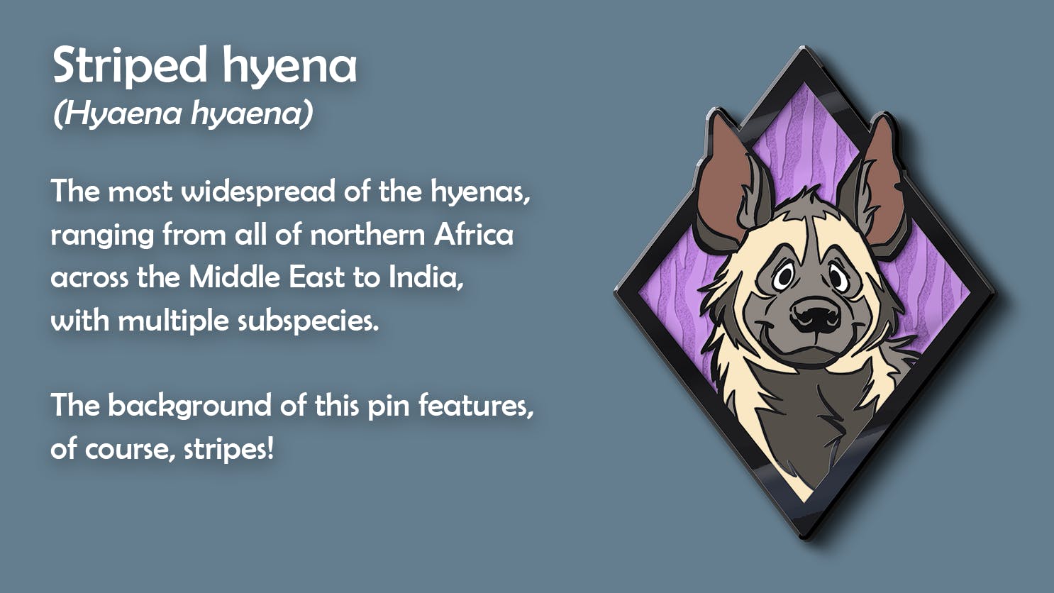 Image showing the striped hyena portrait pin. Caption: Striped hyena (Hyaena hyaena) The most widespread of the hyenas, ranging from all of northern Africa across the Middle East to India, with multiple subspecies. The backround of this pin features, of course, stripes!.