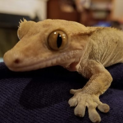 user avatar image for Geckoman69