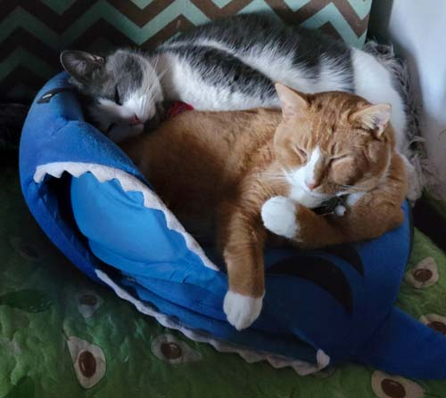 Skittles, a gray and white cat and Strudel, an orange and white cat sleeping on a flattened shark bed