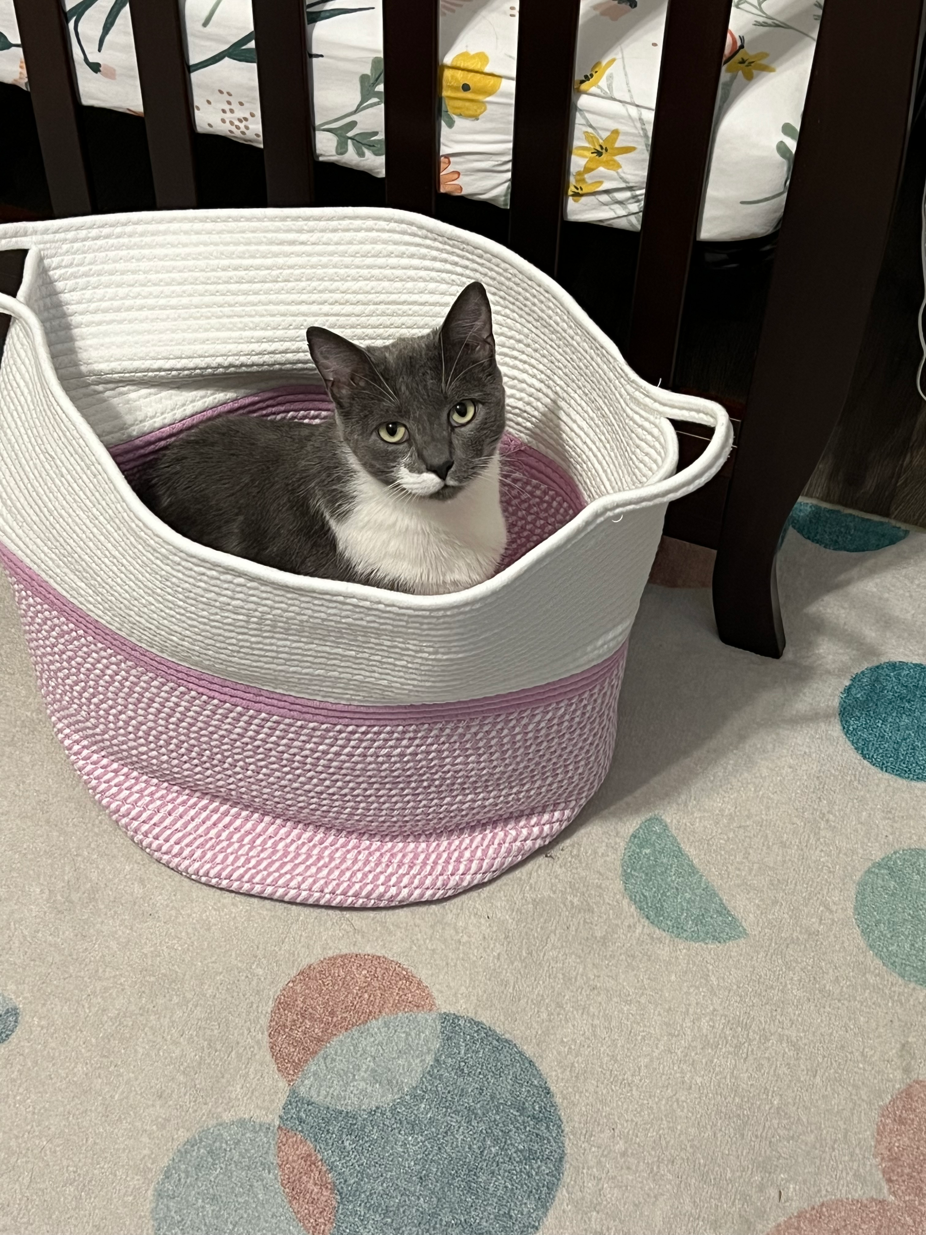 user avatar image for Canadian Eagle