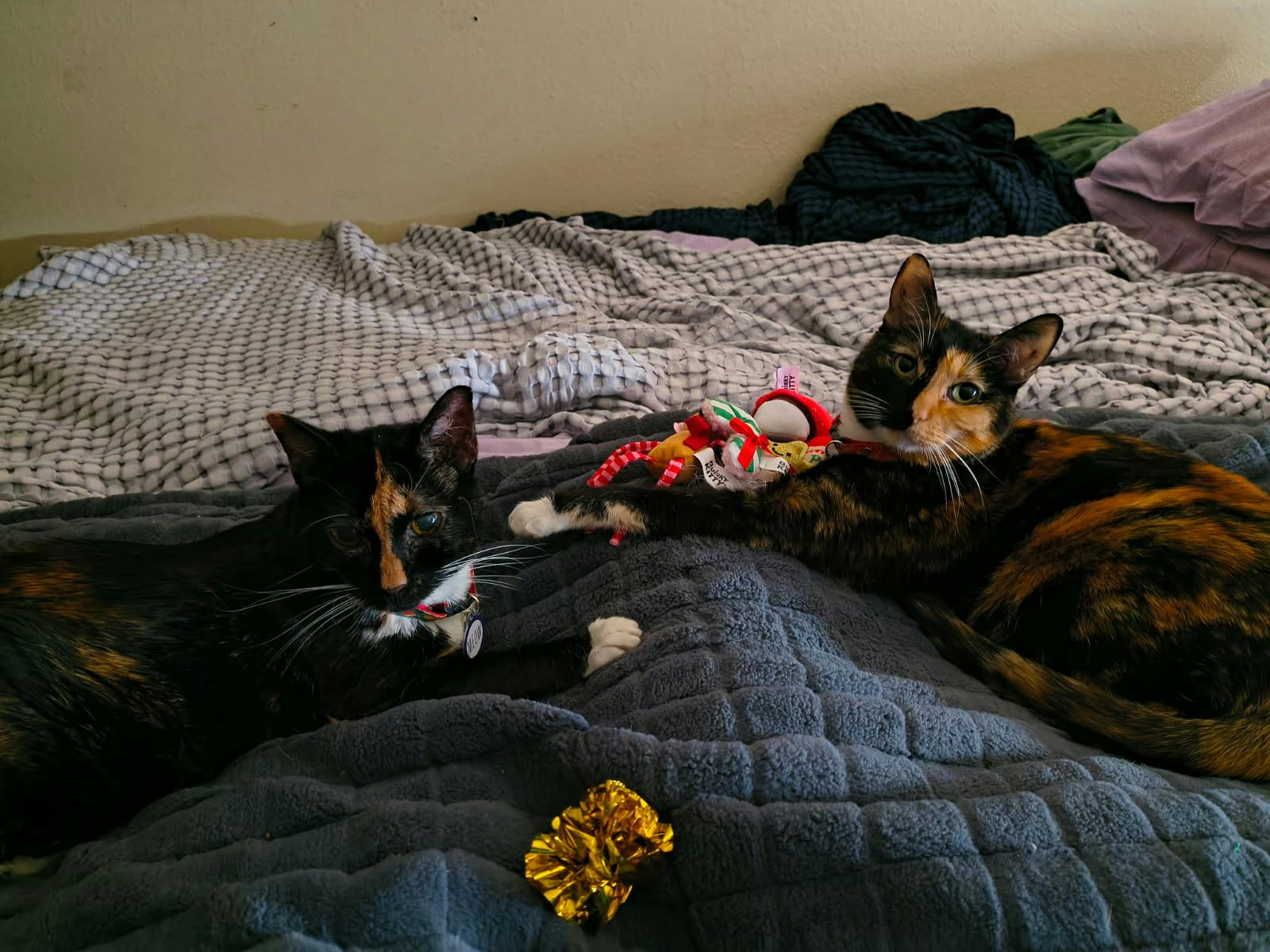 user avatar image for Allison