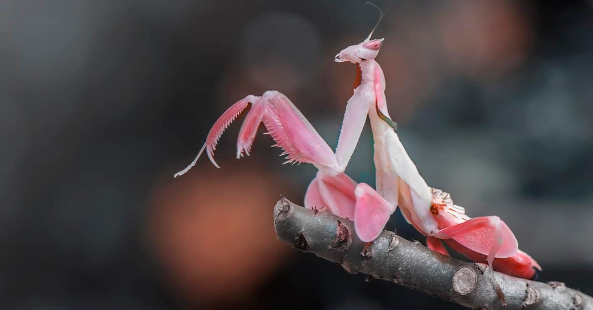 Orchid Mantis