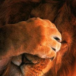 user avatar image for Hellspark