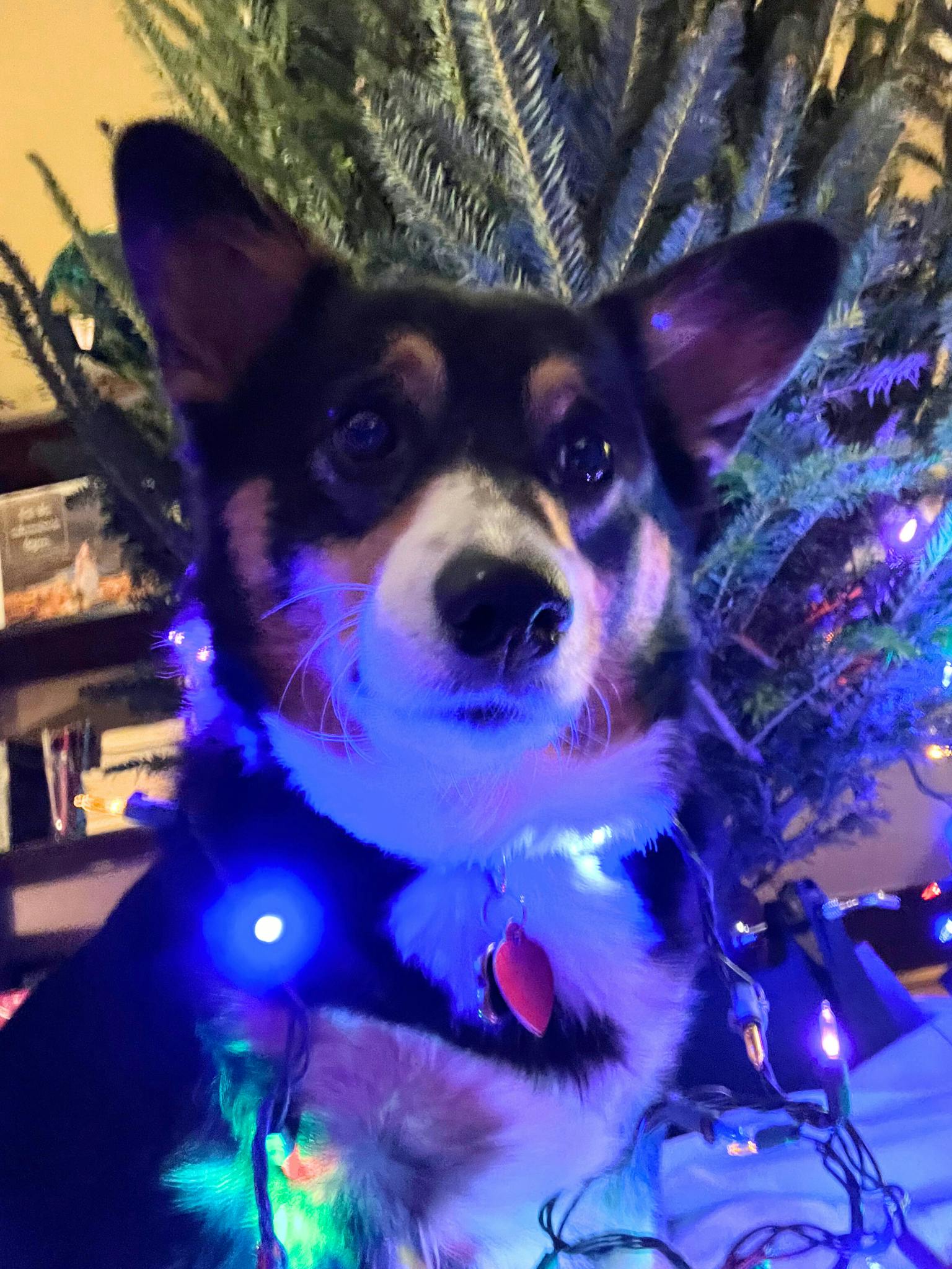 user avatar image for Lisa Ashbaugh