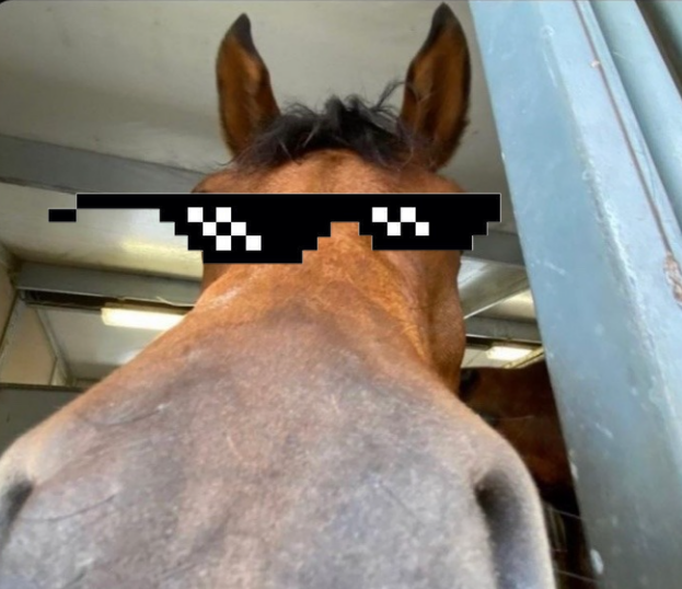 user avatar image for Swaghorse