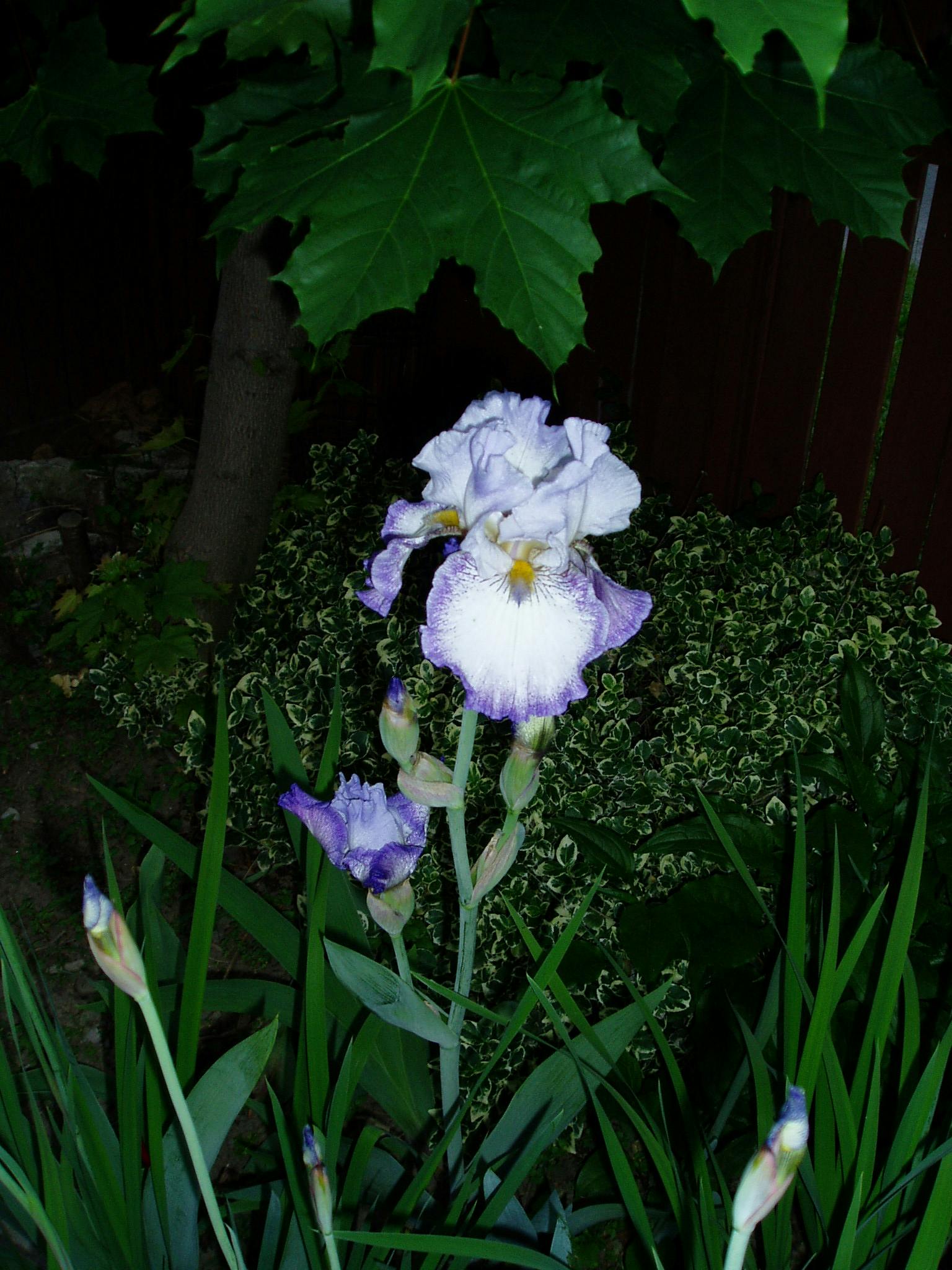 user avatar image for Janice Ross