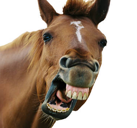 user avatar image for Gifthorse Dental