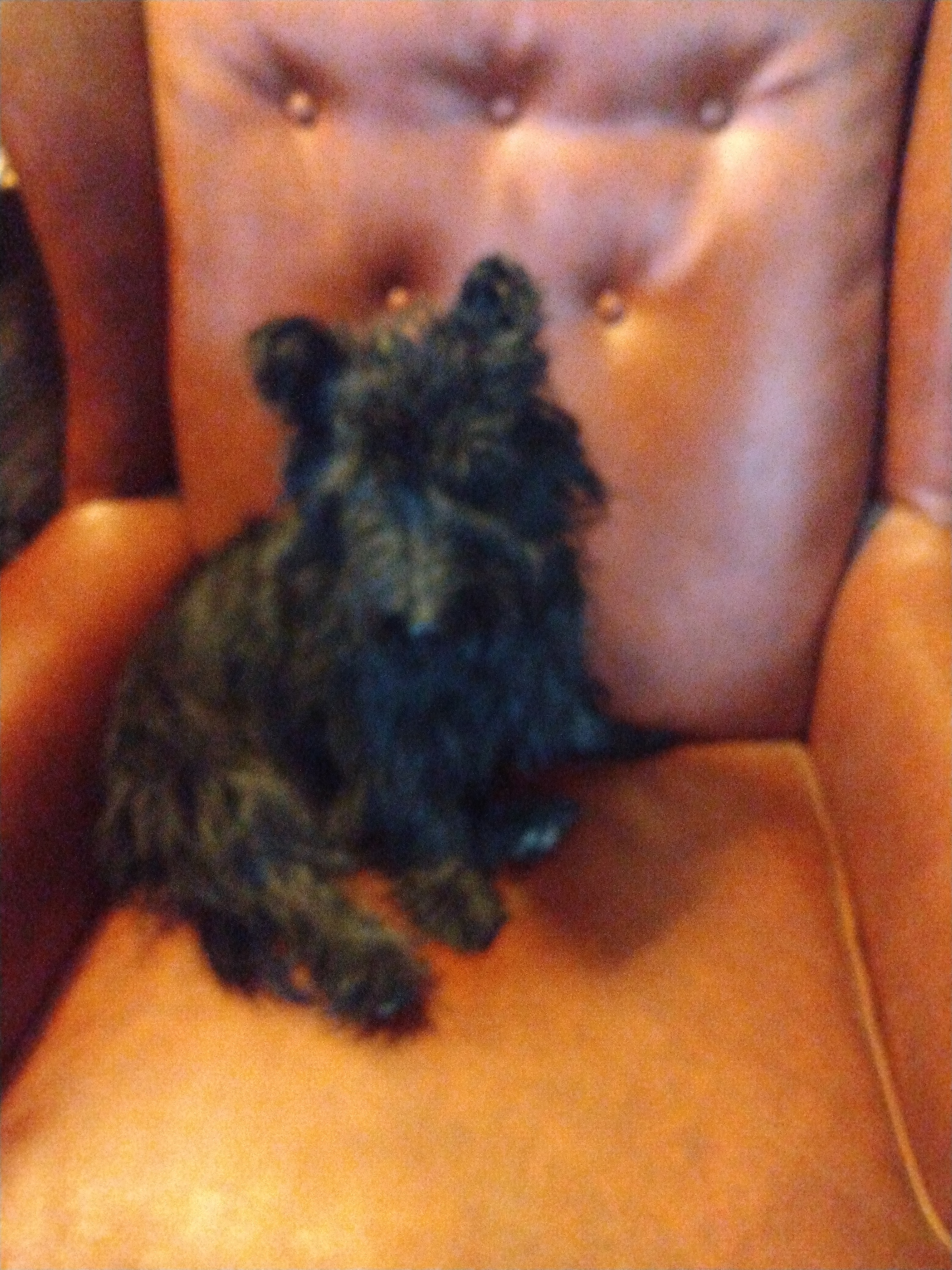 user avatar image for Lola