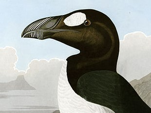 user avatar image for AngryAuk