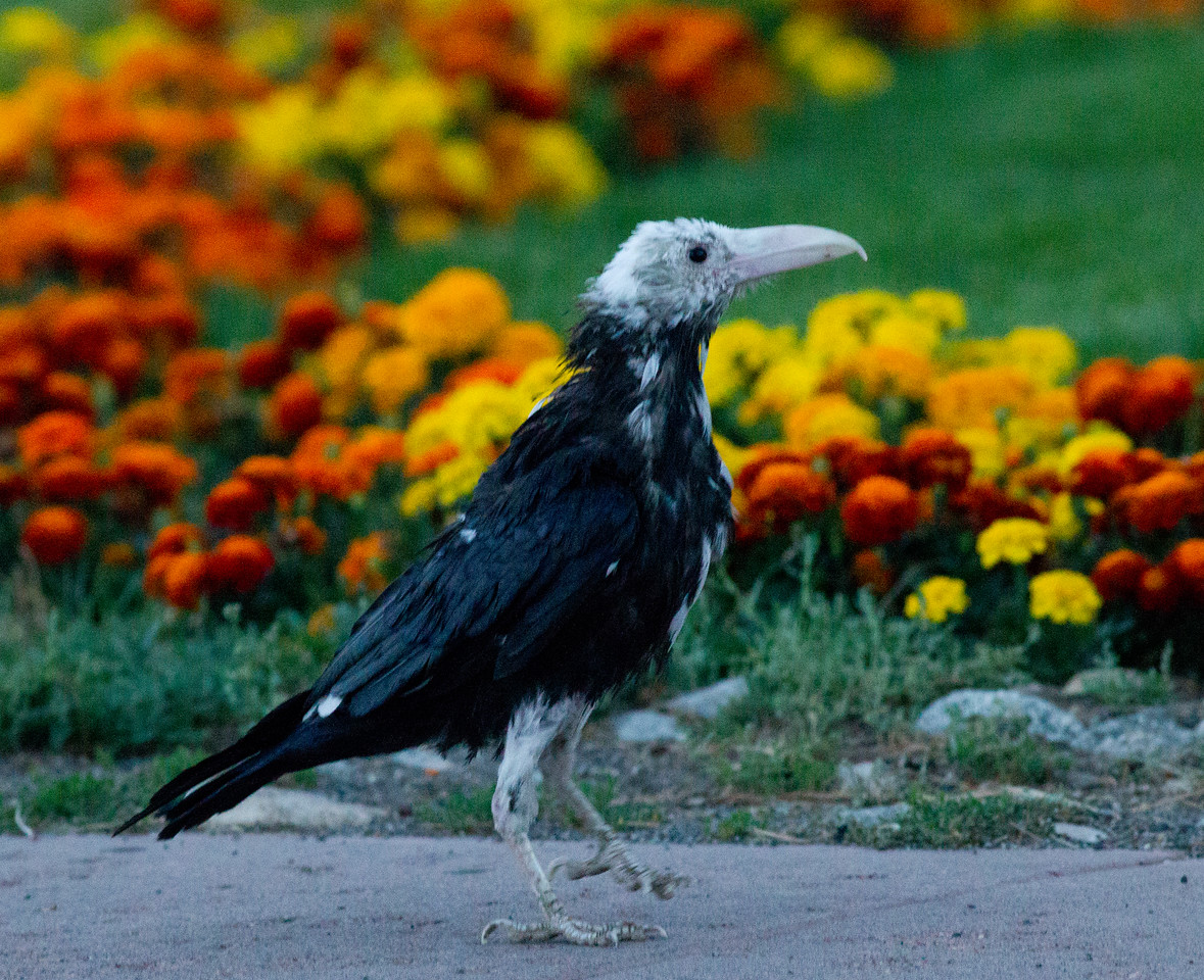 user avatar image for PazzyShifter