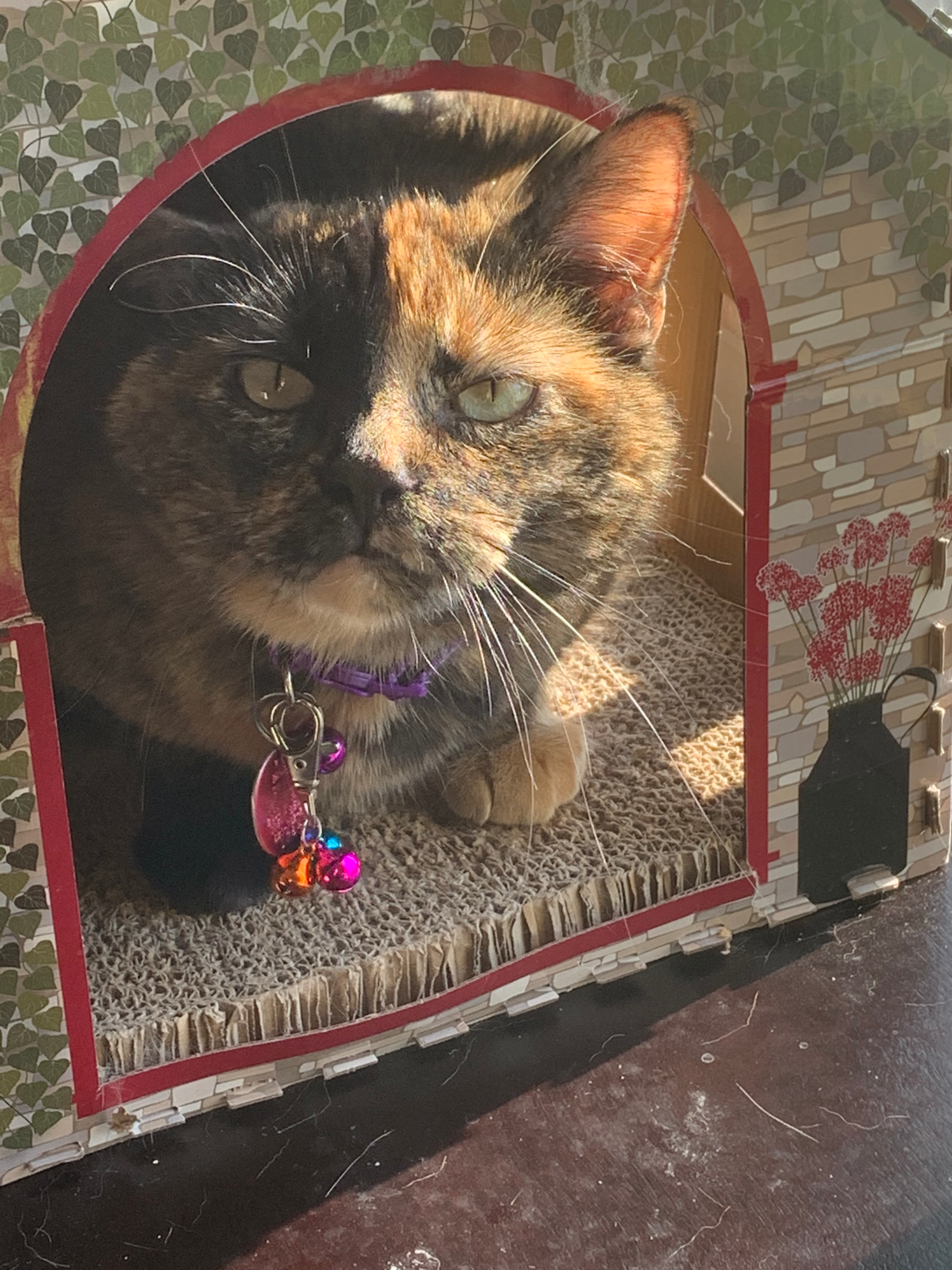 user avatar image for Kamie