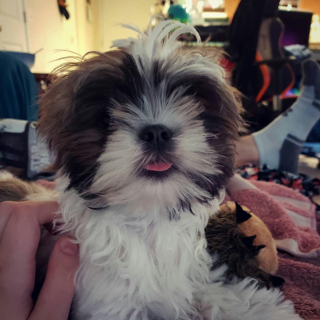 user avatar image for Zi