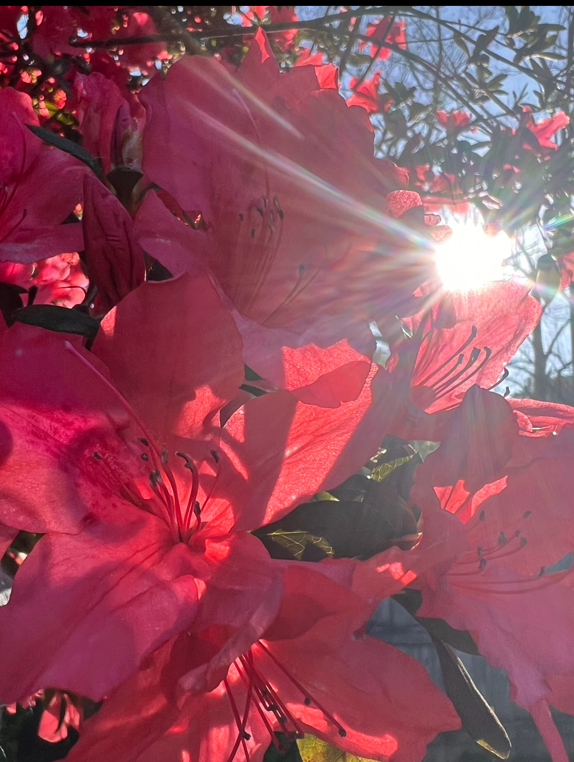 user avatar image for Lauren Watts