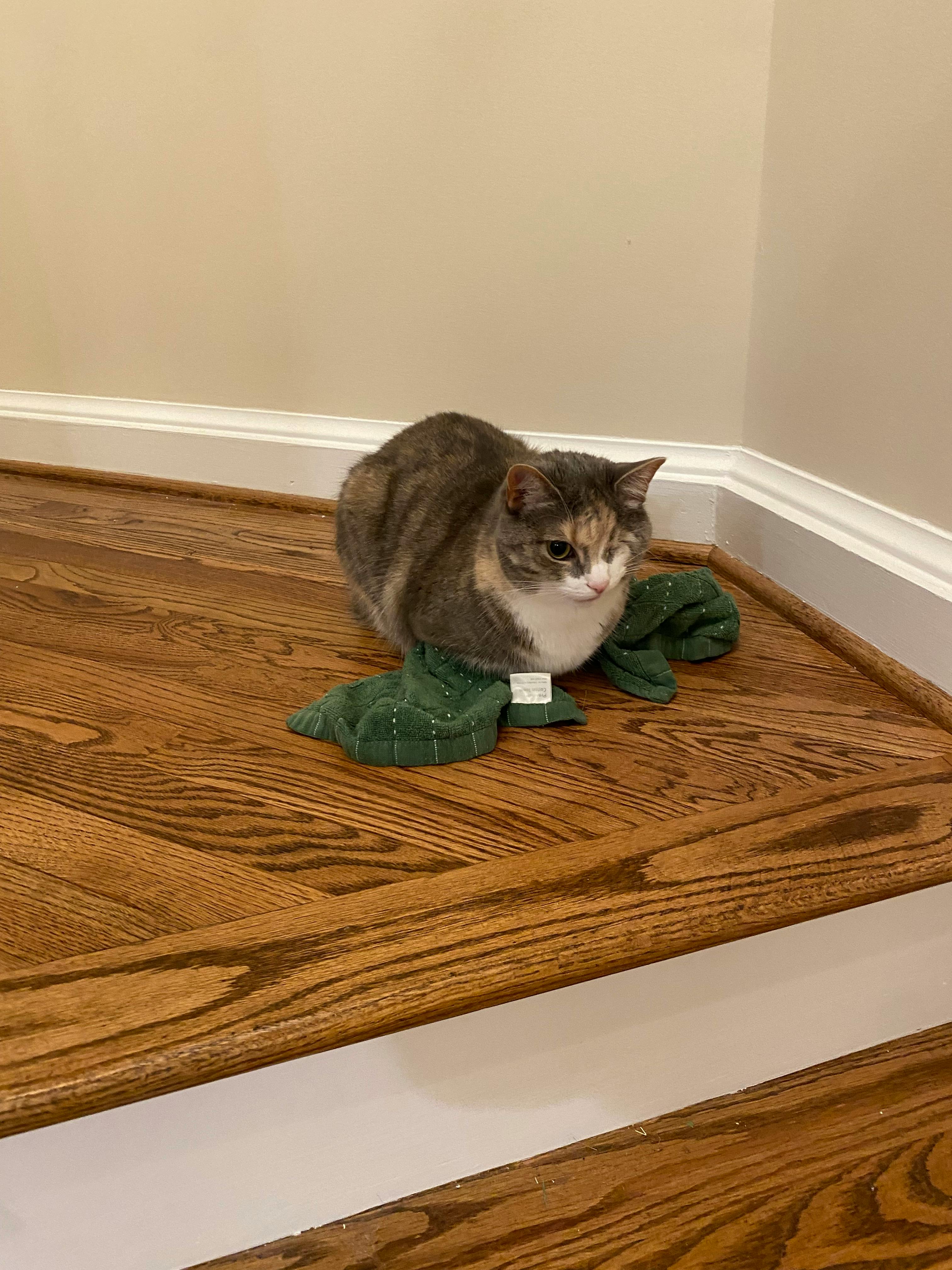 user avatar image for Celeste Hollingsworth