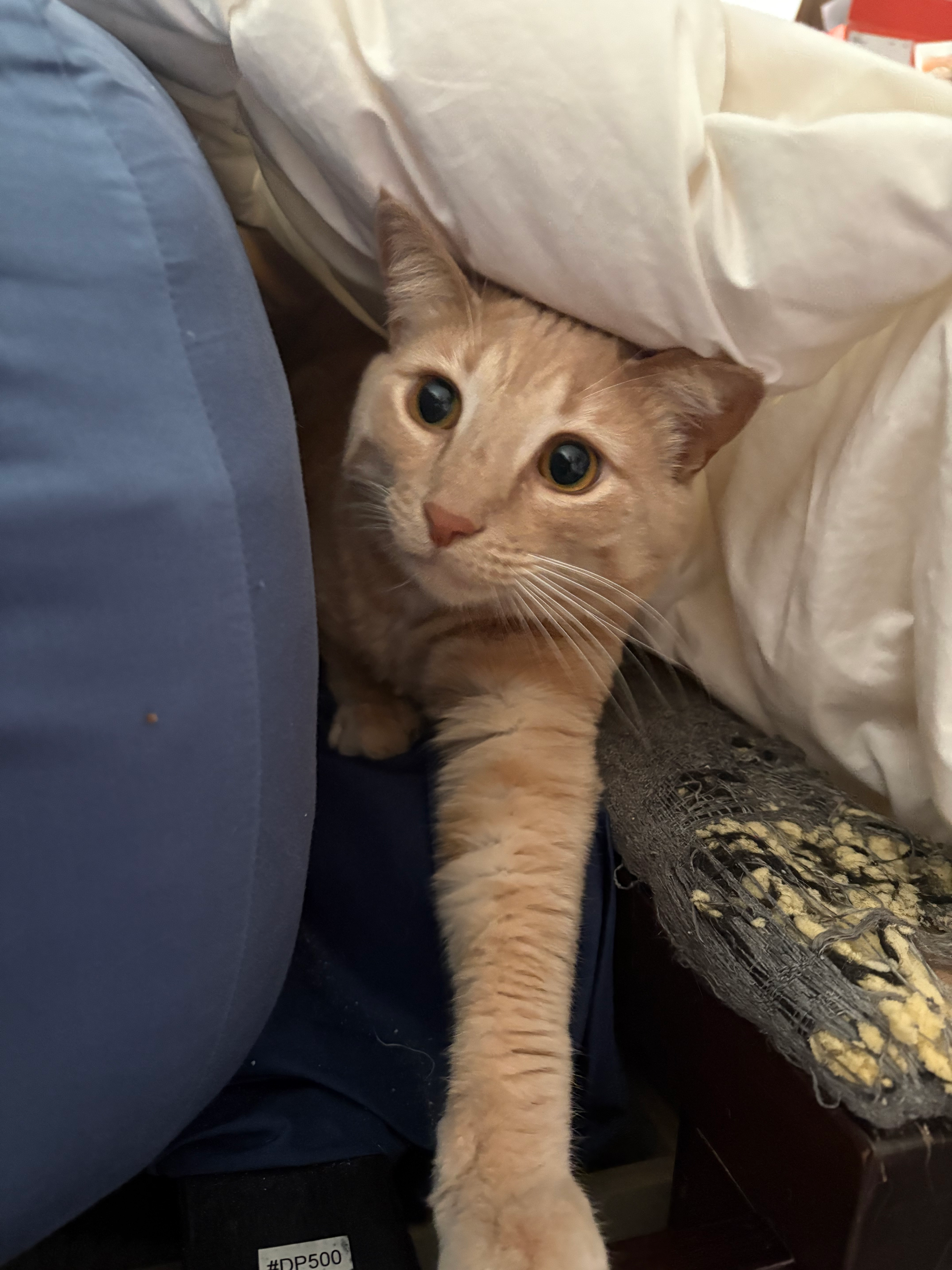 user avatar image for David Yvan Ross