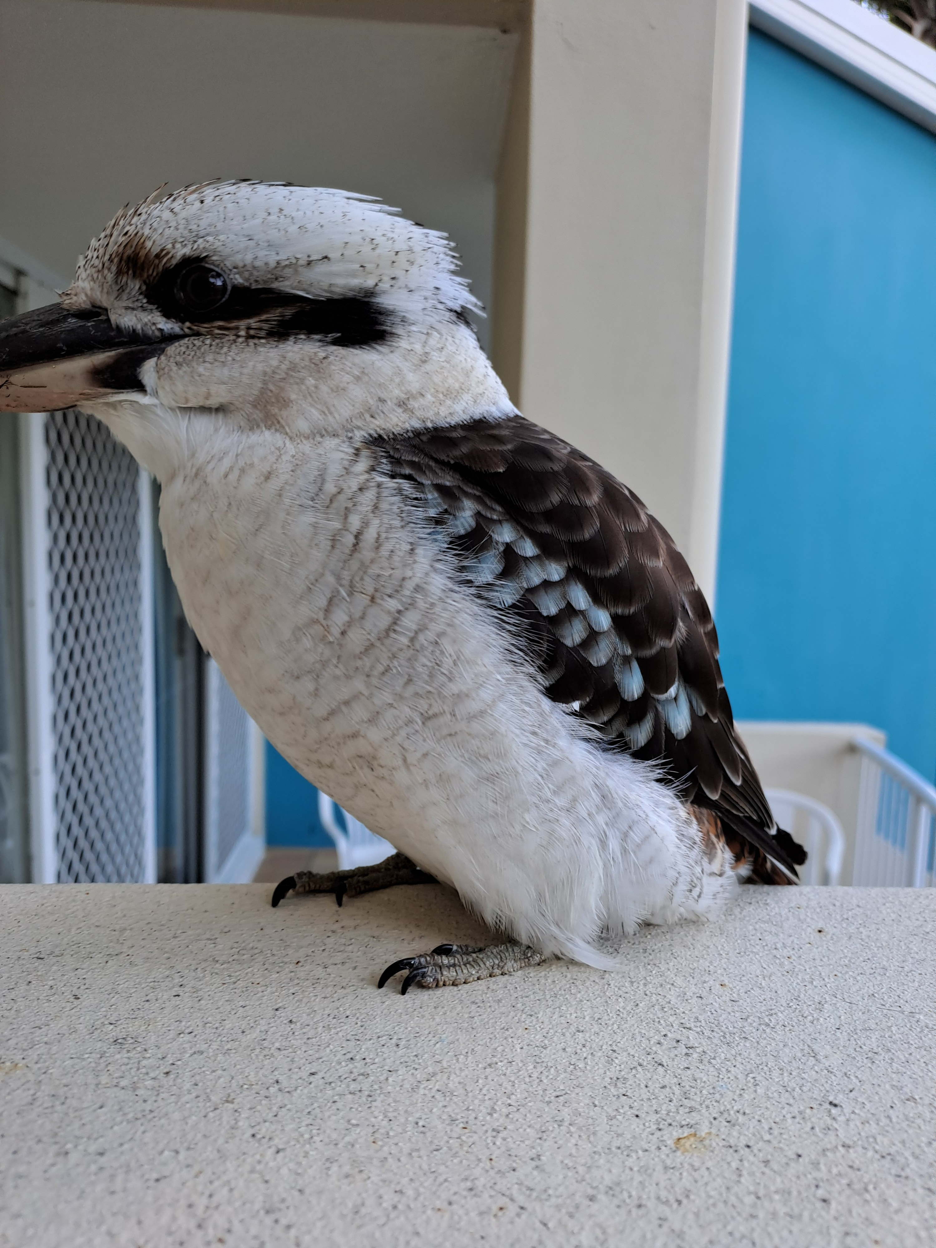 user avatar image for GNU STP