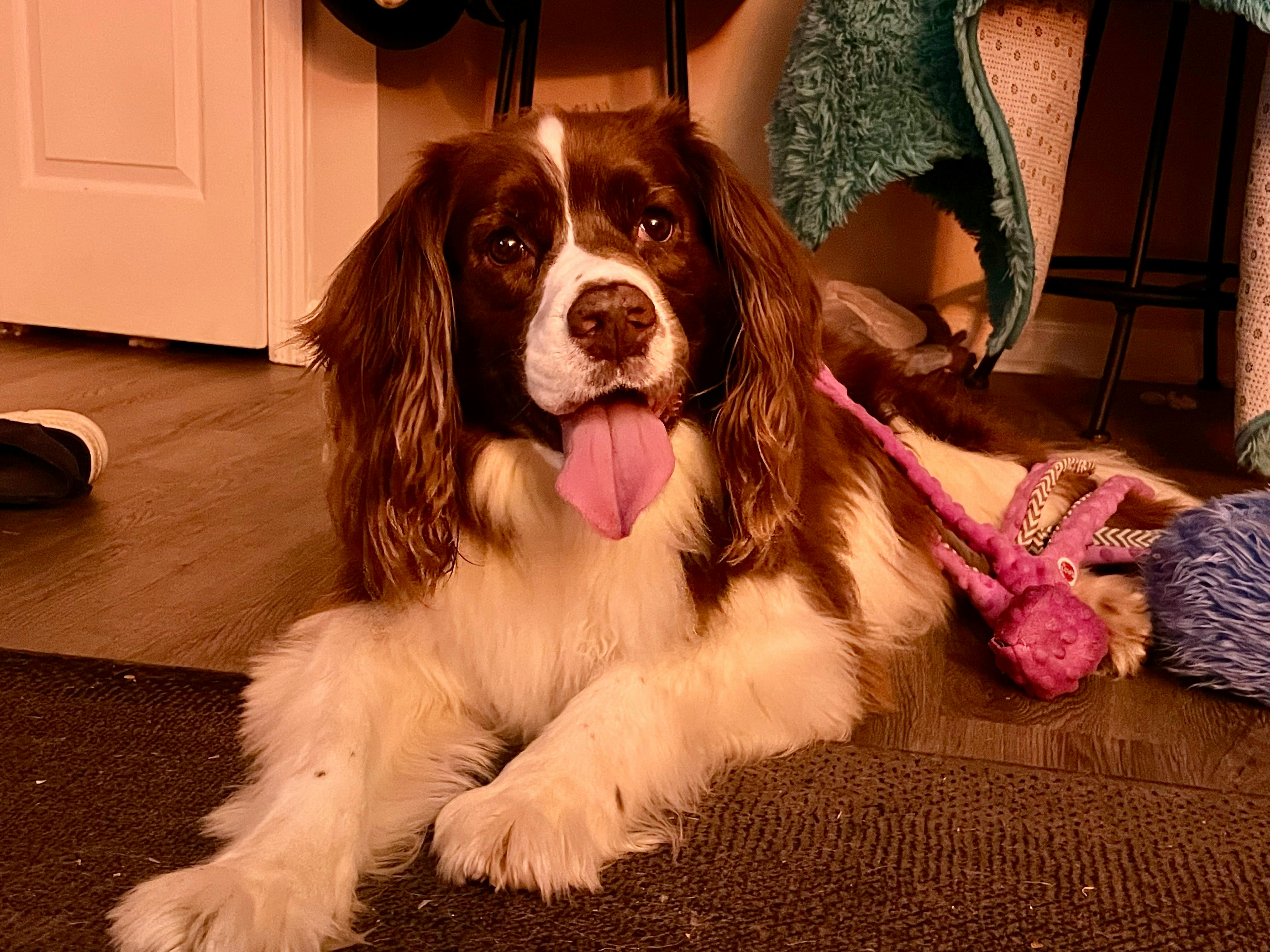 user avatar image for Ceruleansunshine 