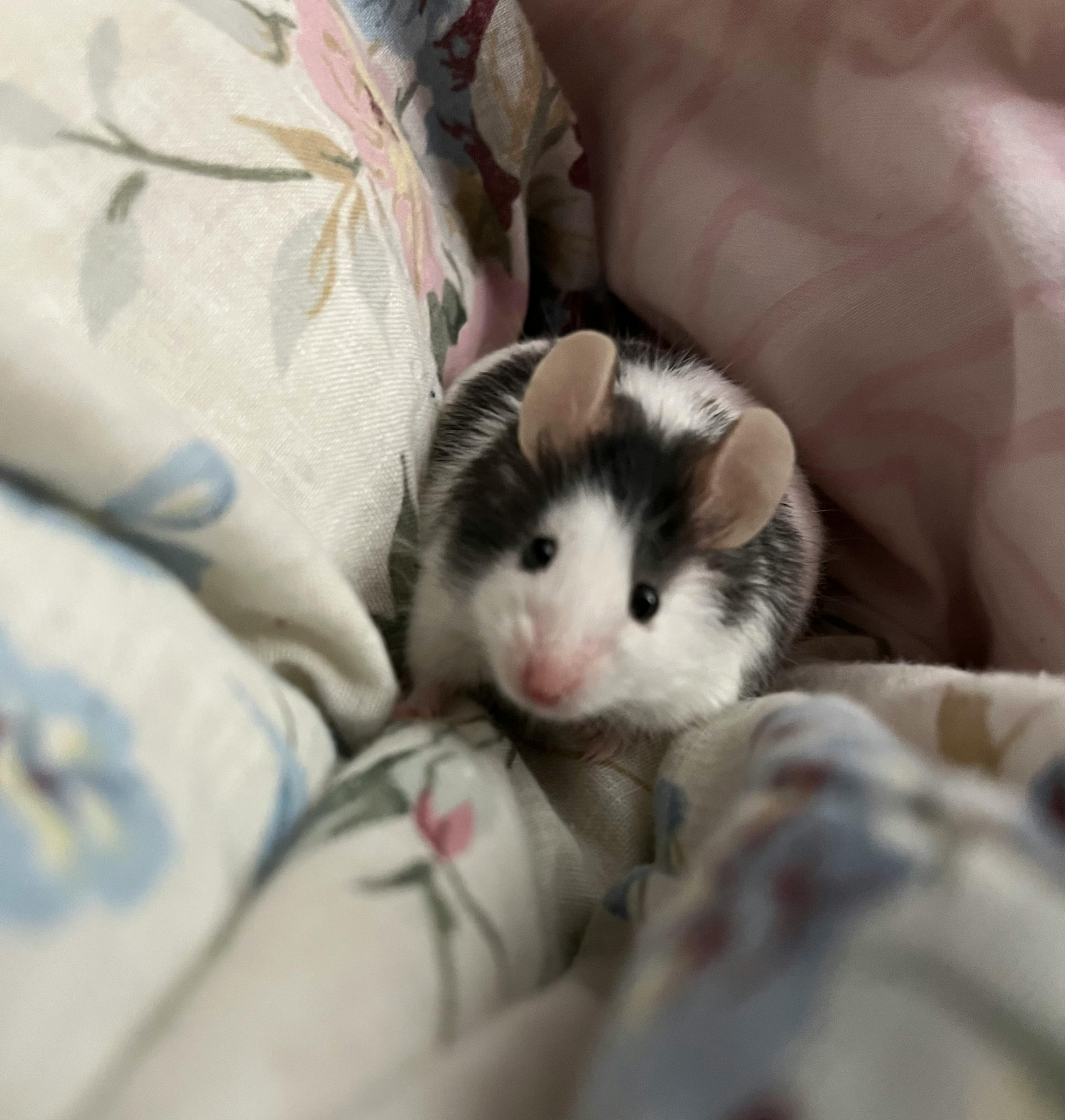 user avatar image for Jade A