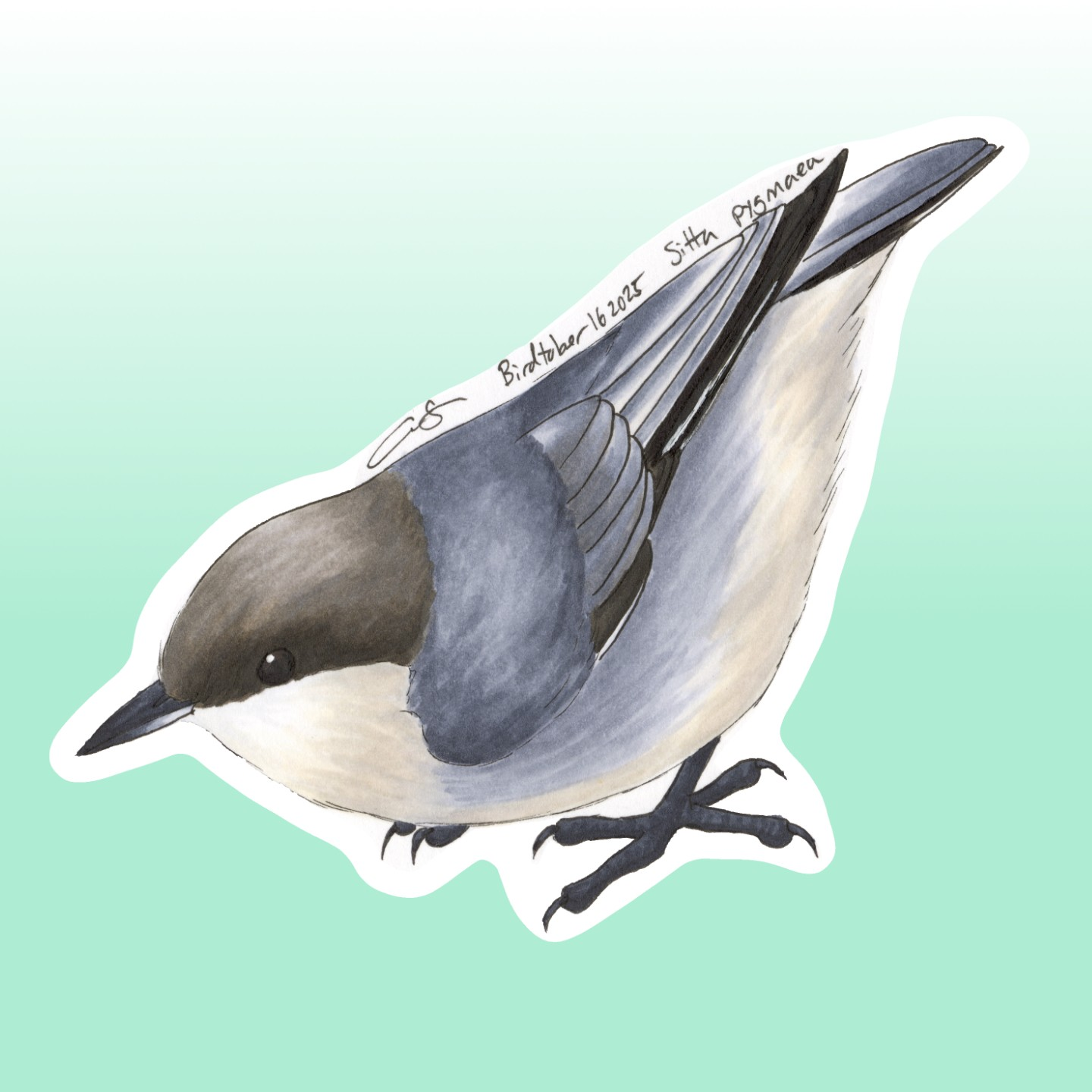 Pygmy Nuthatch