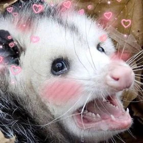 user avatar image for SpaceAce