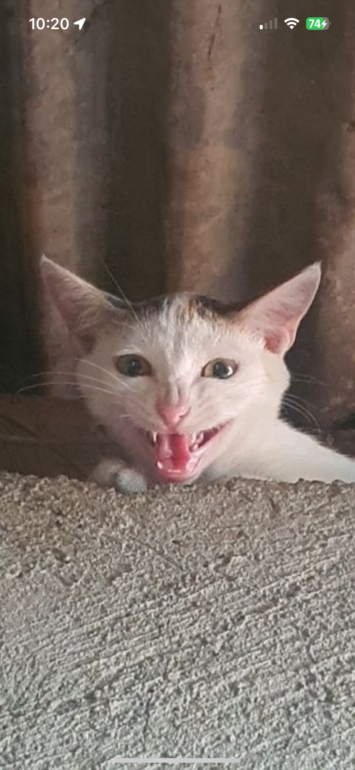 user avatar image for Swanilli