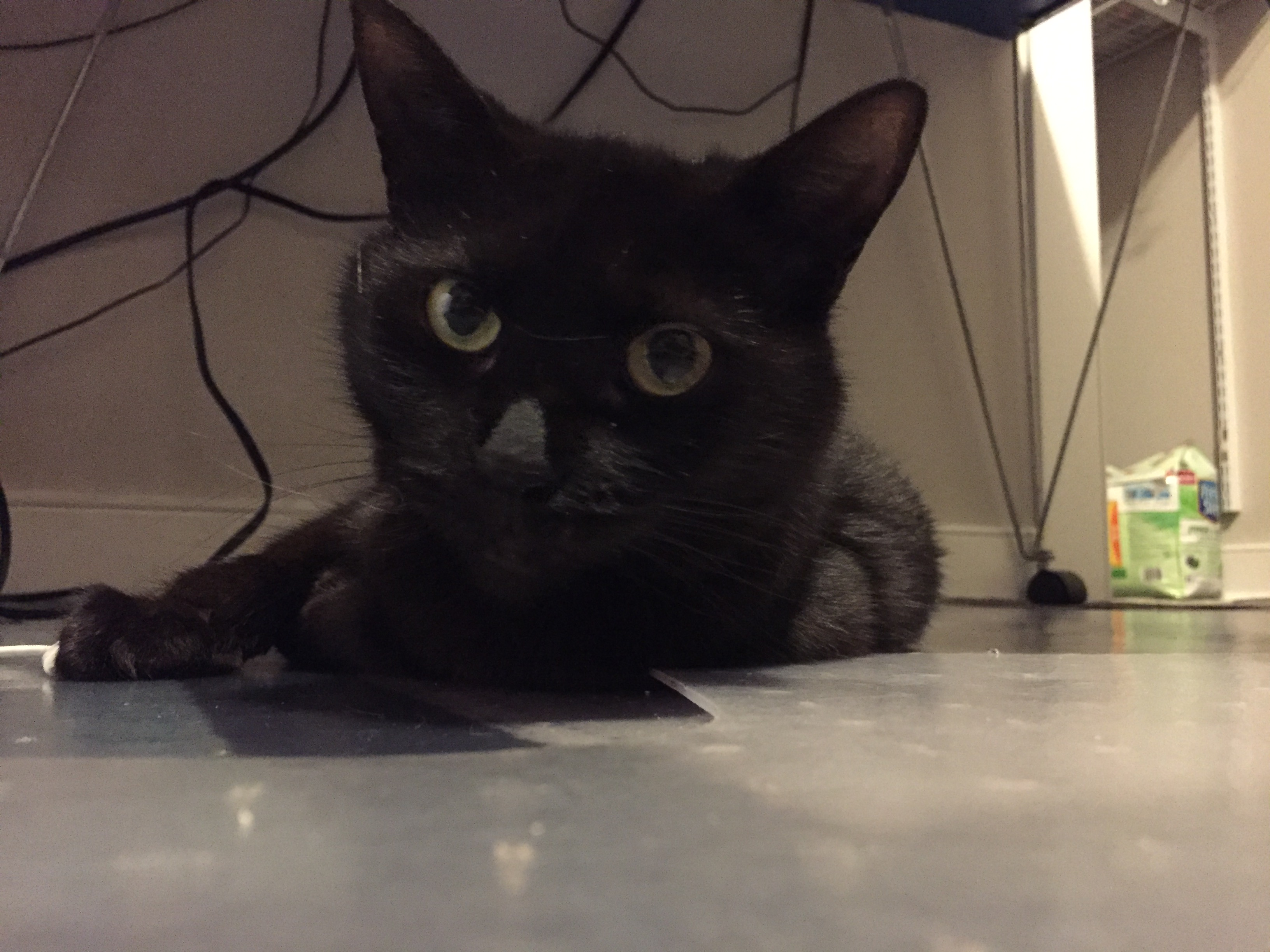 user avatar image for Joshua Klugman