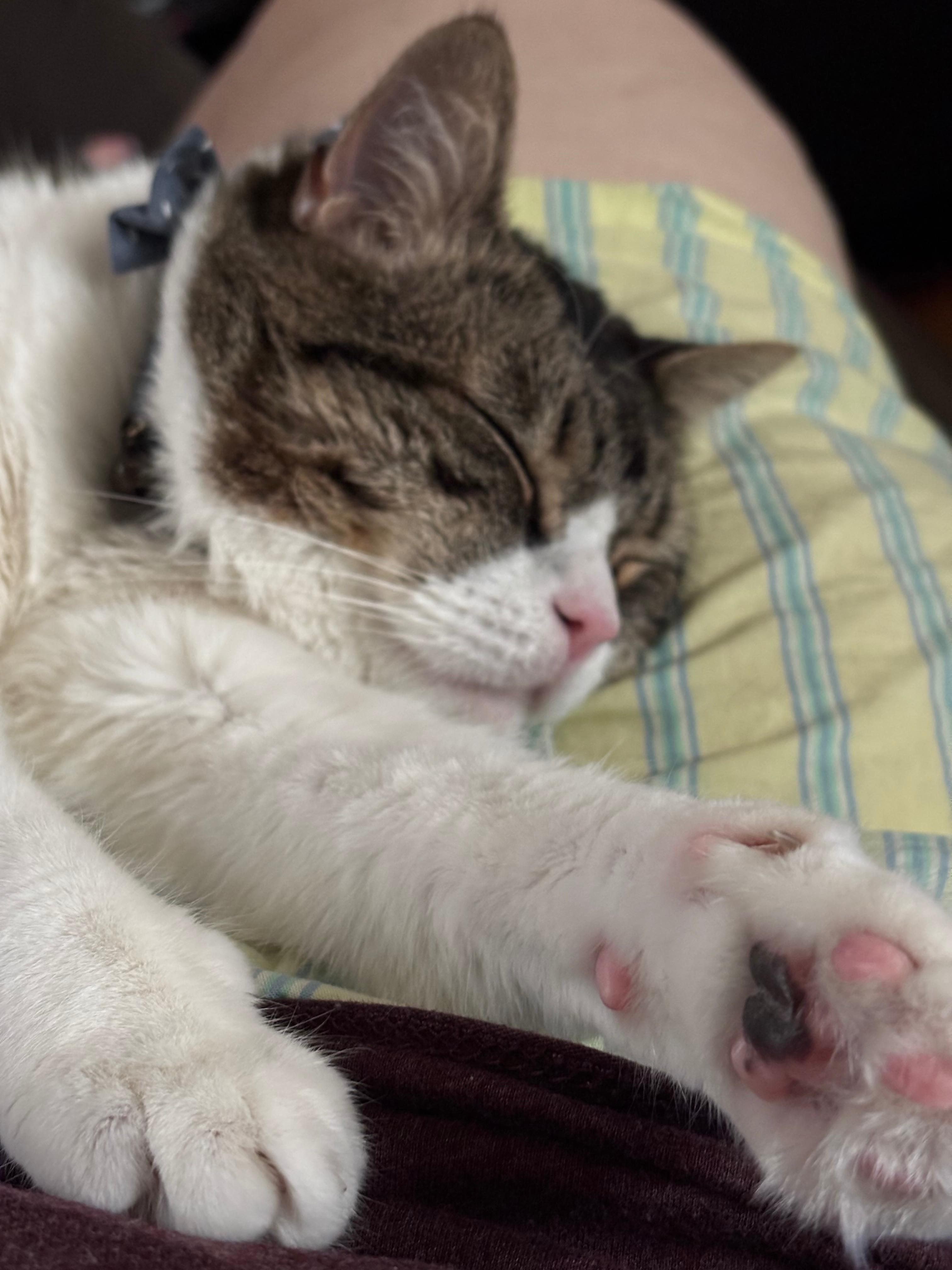 user avatar image for Lauren Rodriguez