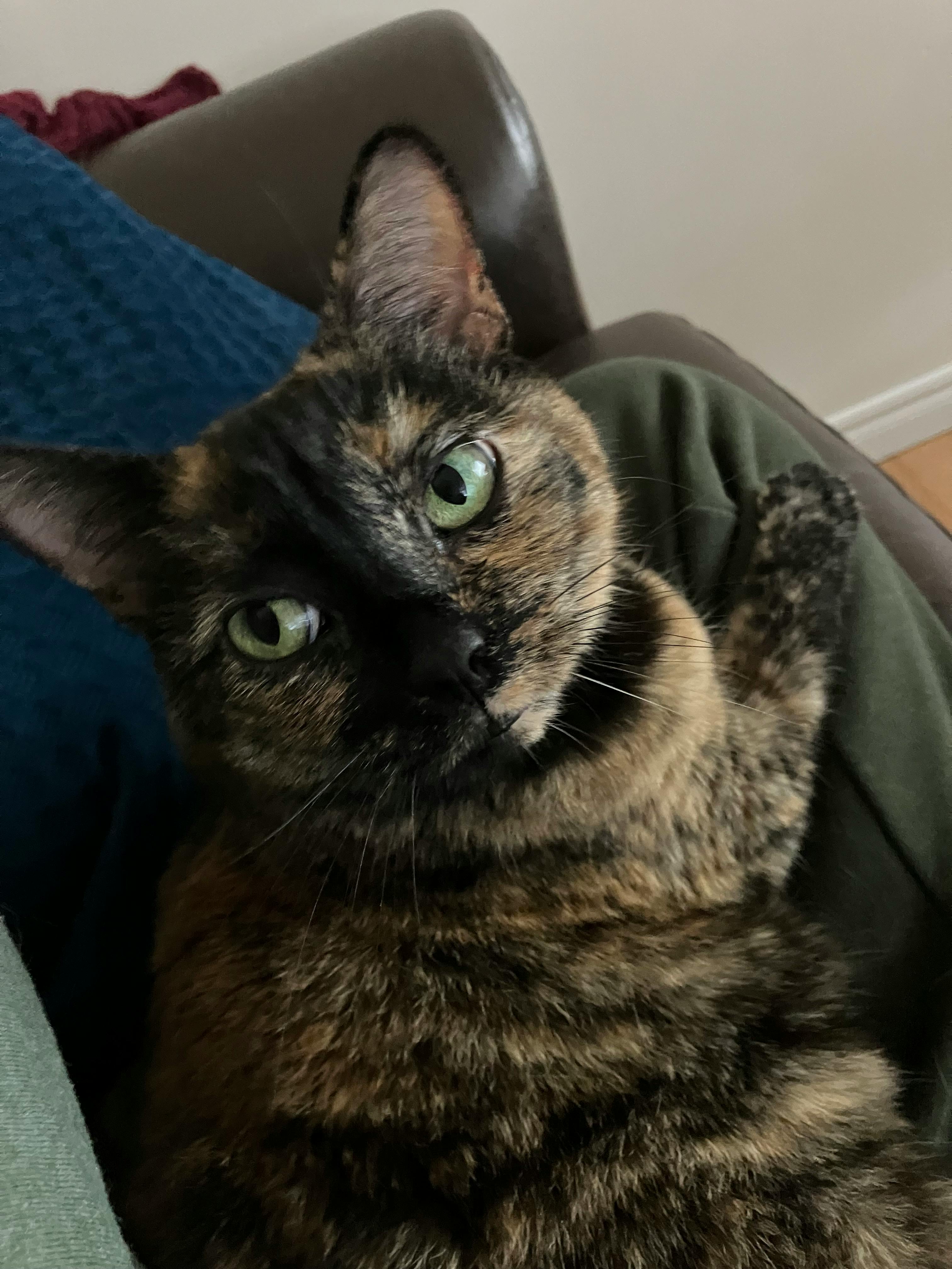 user avatar image for Chelsea