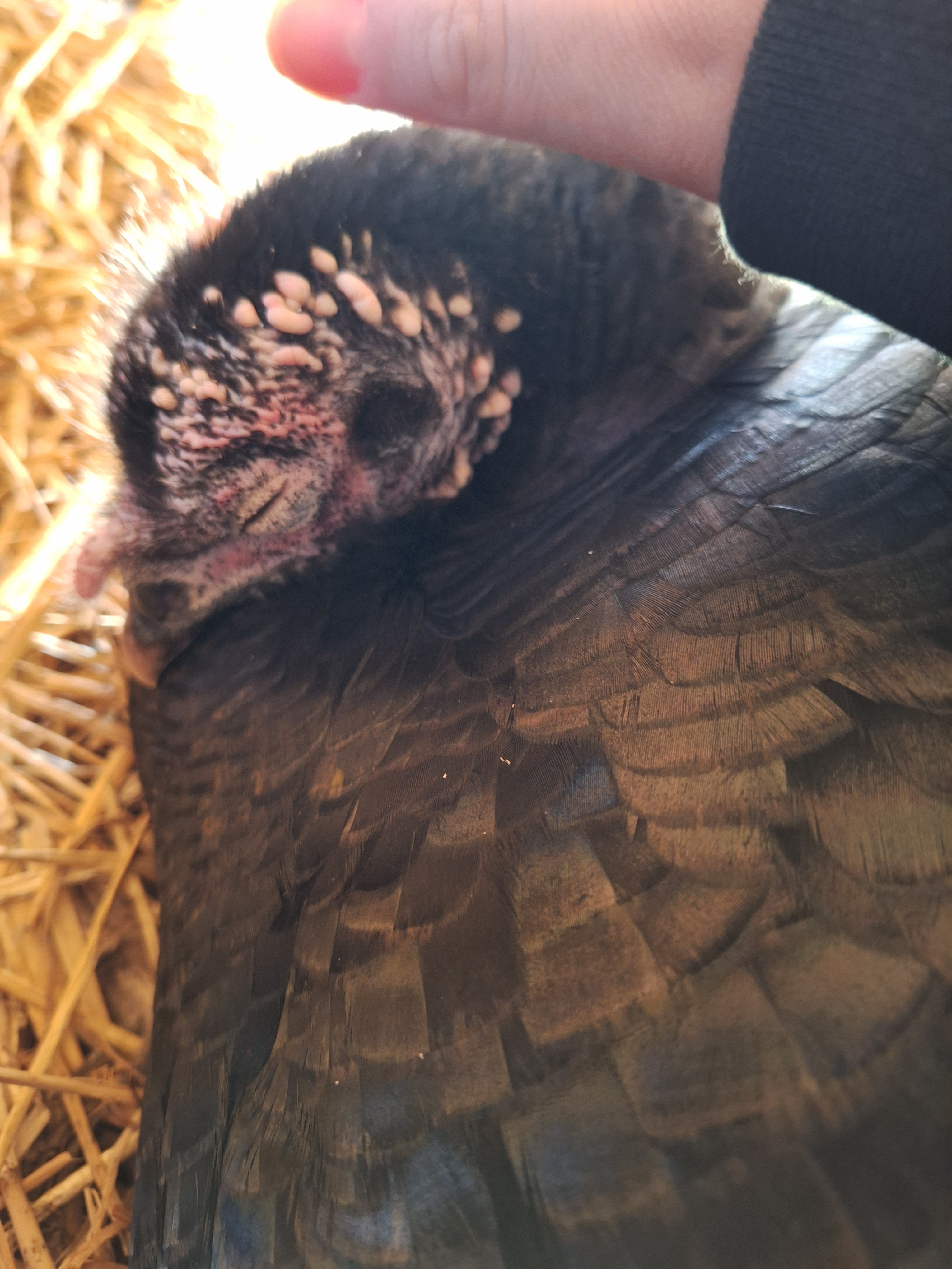 user avatar image for Shawnthulhu 