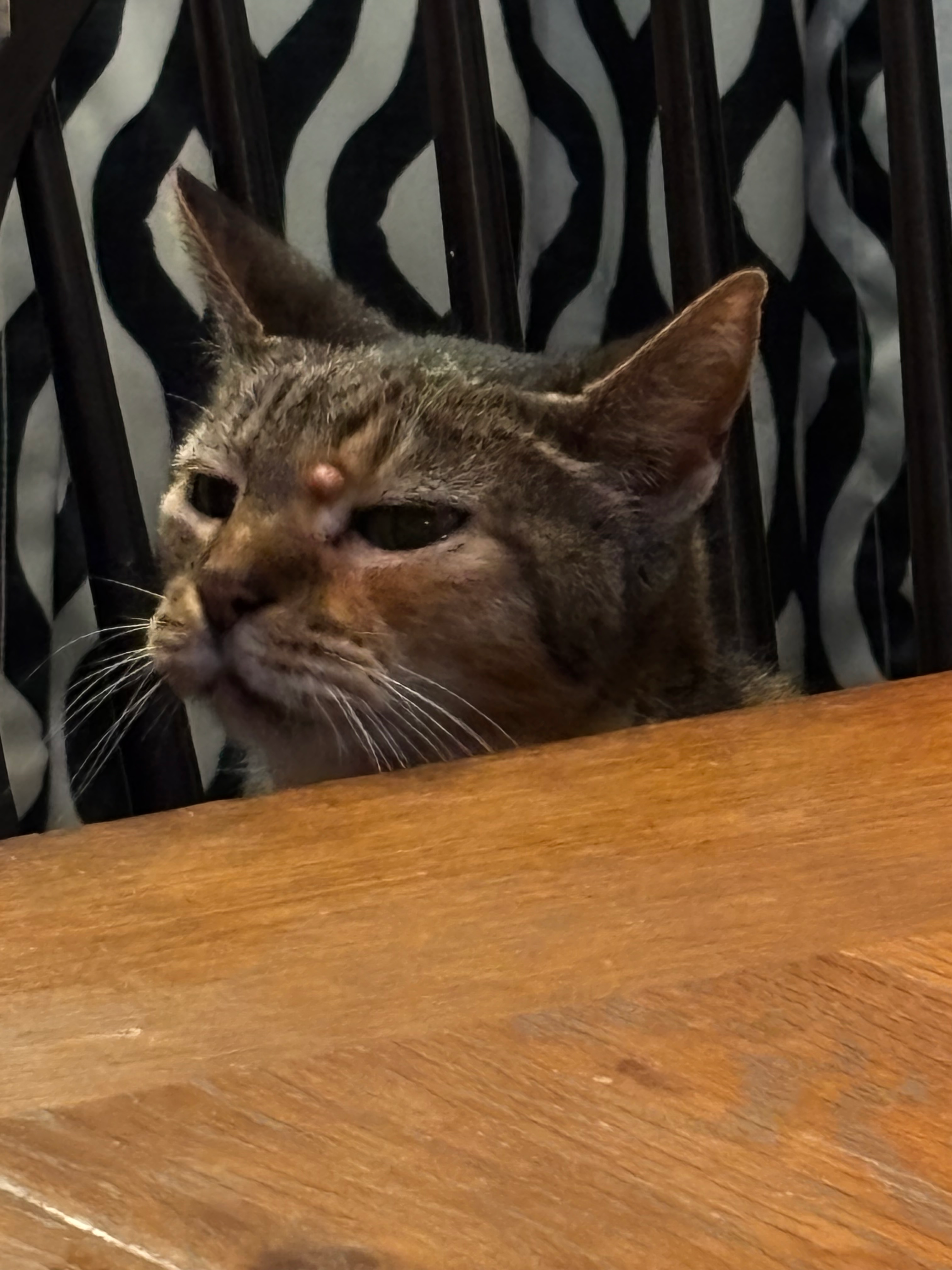 user avatar image for Zach Beving